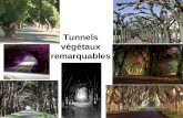 Tunnels de végétaux