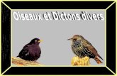 Oiseaux Et Dictons