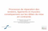 Isner Processus de réparation des tendons, muscles 07-06-2012