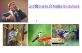56-Le Ptit Oiseau De Tt Les Couleurs