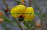 Bossiaea heterophylla FABACEAE Variable Bossiaea Graham Dowden.
