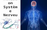 Révisio n Systèm e Nerveu x. SN Le système nerveux peut se diviser en 2 systèmes: