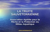 LA TRUITE SAUVETERRIENNE Association Agréée pour la Pêche et la Protection du Milieu Aquatique .