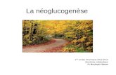 La néoglucogenèse 1 ière année Pharmacie 2012-2013 Biochimie métabolique Pr Bouhsain Sanae