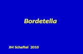 Bordetella JM Scheftel 2010. Historique: Jules Bordet décrit en 1900 un bacille à Gram (-) comme lagent de la coqueluche dans le frottis dun prélèvement.