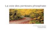 La voie des pentoses phosphate 1 ière année Pharmacie 2012-2013 Biochimie métabolique Pr Bouhsain Sanae