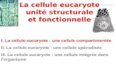 I. La cellule eucaryote : une cellule compartimentée II. La cellule eucaryote : une cellule spécialisée III. La cellule eucaryote : une cellule intégrée.