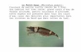 Le Petit-bouc (Micratya poeyi): Crustacé de petite taille (moins de 2,5cm). Son habitat est très varié: grand cours d'eau de faible altitude, petits ruisseaux.