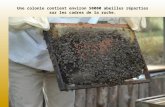 Une colonie contient environ 50000 abeilles réparties sur les cadres de la ruche.