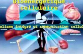 Bioénergétique cellulaire Métabolisme intégré et communication cellulaire.