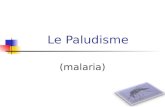 Le Paludisme (malaria). Epidémiologie mondiale (1) 36 % de la population (2,3 milliards) court un risque de paludisme 300 millions de cas / an (10 cas.