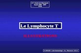 2 ème Année de Pharmacie Année 2006 - 2007 FCB Le Lymphocyte T N. ROGER - Labo Immunologie - Fac. Pharmacie LILLE ILLUSTRATIONS.