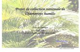 Dies Palmarum 2008 Projet de collection nationale de Chamærops humilis Fous de Palmiers B.P. 600 83411 Hyères-les-Palmiers Cedex Patrice Fauchier.