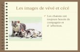 Les images de vévé et cécé 4 Les chatons ont toujours besoin de compagnie et d affection.