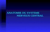 ANATOMIE DU SYSTEME NERVEUX CENTRAL. 1ere PARTIE Les tissus de protection du système nerveux central (SNC)