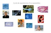 Cycle de reproduction dun mammifère. Femme Homme enfant foetus spermatozoïdes fécondation embryon Testicule Tube séminifère Cellule-oeuf ovaire ovule.