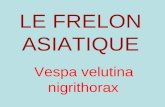 LE FRELON ASIATIQUE Vespa velutina nigrithorax. Origine V. velutina nigrithorax vit au nord de lInde, en Chine et dans les montagnes dIndonésie (Sumatra,