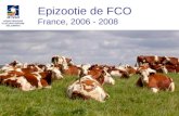 Epizootie de FCO France, 2006 - 2008. Sérotypes 4 et 2 circulaient depuis 2003 dans le bassin méditerranéen au Maroc, au sud de l' 1 Avant 2006.