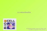 La mitochondrie 04 Formation initiale, Sciences du Vivant, BCP, « La cellule, ses organites et leurs fonctions »
