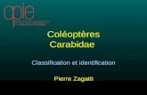 Coléoptères Carabidae Classification et identification Pierre Zagatti.