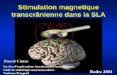 Stimulation magnetique transcrânienne dans la SLA Service dexplorations fonctionnelles neurologiques Unité de pathologie neuromusculaire Toulouse Rangueil.