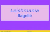 Vendredi 10 janvier 2014Leishmania1 Leishmania flagellé