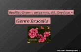 1 Genre Brucella Civel / Joffin - Microbiologie ABM2 Bacilles Gram -, exigeants, AS, Oxydase +