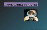 ANAEROBIES STRICTES Civel / Joffin / Karczinski - Microbiologie / ABM2.
