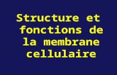 Structure et fonctions de la membrane cellulaire.