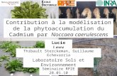 Contribution à la modélisation de la phytoaccumulation du Cadmium par Noccaea caerulescens Lucie Lovy Séminaire RP2E 28.01.10 Laboratoire Sols et Environnement.