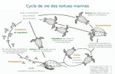 Cycle de vie des tortues marines Eaux peu profondes aux abords des plages de ponte, période entre deux pontes Ponte à environ 2 semaines d intervalle Accouplement.