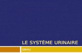 LE SYSTÈME URINAIRE SBI4U. Le système urinaire Introduction.