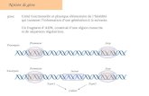 Notion de gène PromoteurStop Procaryote PromoteurStop Intron Exon1Exon2 Codant Eucaryote Gène : Unité fonctionnelle et physique élémentaire de lhérédité