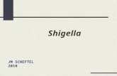 Shigella JM SCHEFTEL 2010. Shigella Agents de diarrhées sanglantes et mucopurulentes aiguës ou chroniques dont la forme la plus grave est la dysenterie.