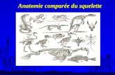 Anatomie comparée du squelette. ADAPTATION DU SQUELETTE APPENDICULAIE A LA LOCOMOTION n Le squelette appendicuiaire est l'ensemble des membres. les.