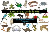 LUnivers vivant Lorganisation de la vie Le règne animal et végétal.