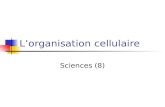 Lorganisation cellulaire Sciences (8). Discussion Quelles substances doivent entrer une cellule? Quelles substances doivent en sortir? En ce qui concernent.