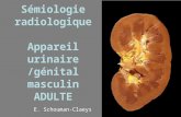 Sémiologie radiologique Appareil urinaire /génital masculin ADULTE E. Schouman-Claeys.