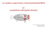 La chaîne respiratoire mitochondriale(CRM) et oxydations phosphorylantes 1 ière année Pharmacie, 2012-2013 Biochimie métabolique Pr Bouhsain Sanae.