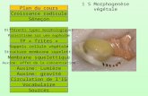 1 S Morphogenèse végétale Plan du cours Croissance radicule Sèneçon Différents types morphologiques TP « frites » Auxine: effet de la concentration Parasitisme.