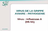 VIRUS DE LA GRIPPE AVIAIRE : PATHOGENIE Virus : influenzae A (H5 N1) 9/11/2005.