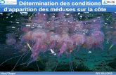 Détermination des conditions d'apparition des méduses sur la côte Nicol/Chagot GE5 2011/2012.