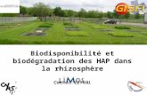 Biodisponibilit é et biod é gradation des HAP dans la rhizosph è re Corinne LEYVAL Laboratoire des Interactions Microorganismes -Minéraux-Matière Organique.