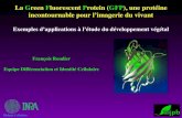 La Green Fluorescent Protein (GFP), une protéine incontournable pour limagerie du vivant Exemples dapplications à létude du développement végétal Biologie.