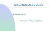 MACROMOLECULES PROTEINES ACIDES NUCLEIQUES. Molécules de PM > ou très largement > 1000 Structure complexe et précise à 3 ou 4 niveau dorganisation primaire,