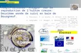 Projet national Velyger sur la reproduction de lhuître creuse: Deuxième année de suivi en baie de Bourgneuf. © Ifremer – N. Masson S. Pouvreau 1, P. Le.