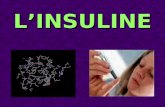 LINSULINE. Nature L'insuline est un polypeptide de 51 acides amin©s L'insuline est une hormone prot©ique hypoglyc©miante L'insuline est s©cr©t©e par le