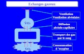Alvéole VO 2 Echanges gazeux Ventilation Ventilation alvéolaire Ventilation Ventilation alvéolaire Diffusion alvéolo-capillaire Diffusion alvéolo-capillaire