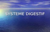 SYSTEME DIGESTIF. Organes du système digestif Organes du tube digestif Organes du tube digestif Organes annexes Organes annexes.