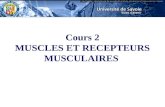 Cours 2 MUSCLES ET RECEPTEURS MUSCULAIRES. Le muscle squelettique est composé de cellules allongées, les fibres musculaires. La contraction intervient.